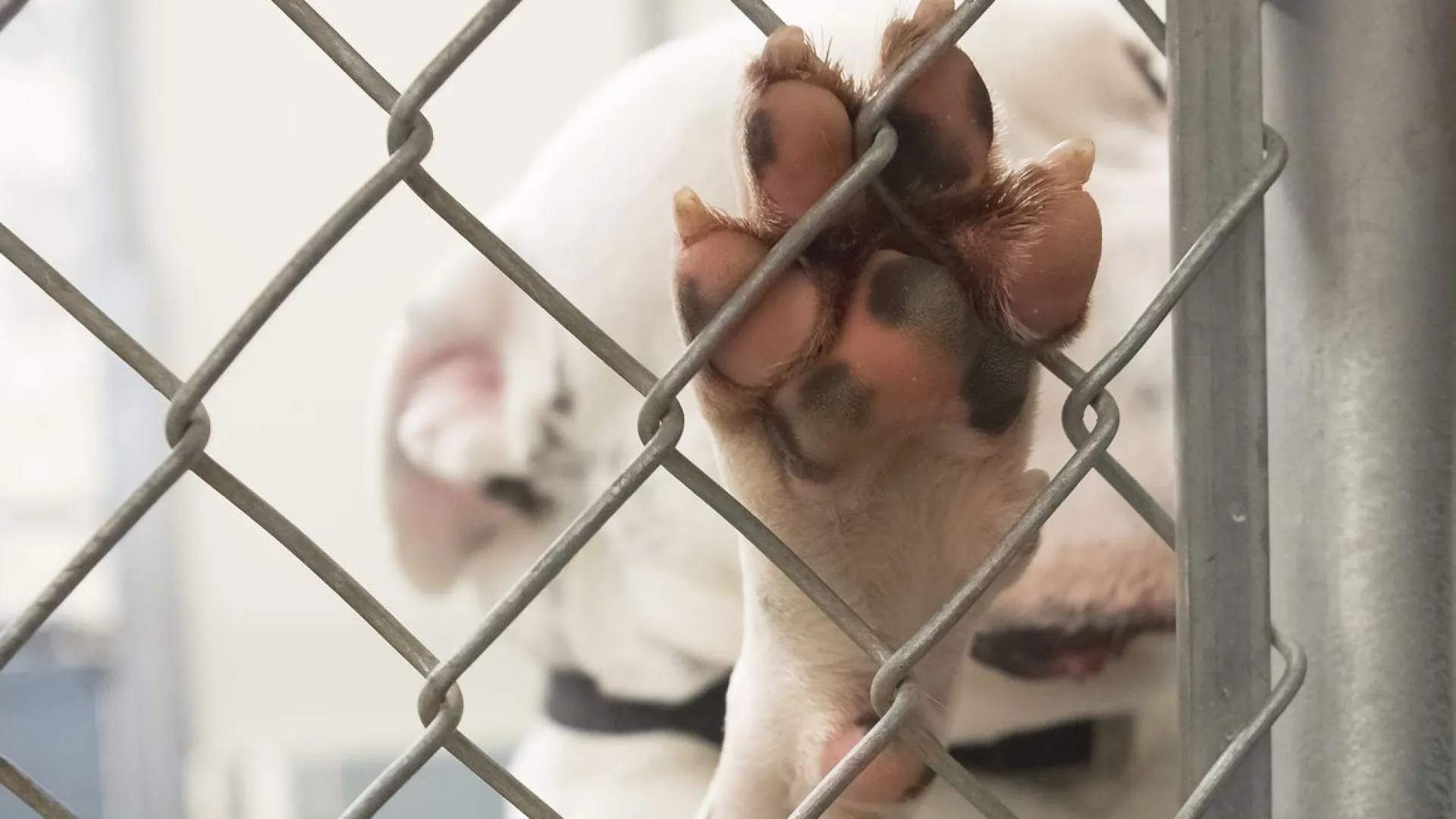 Polícia investiga suposta 'eutanásia em massa' de cães em Canoas (RS)