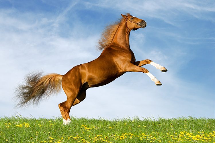 Seu cavalo deu pinote? Saiba como reagir corretamente