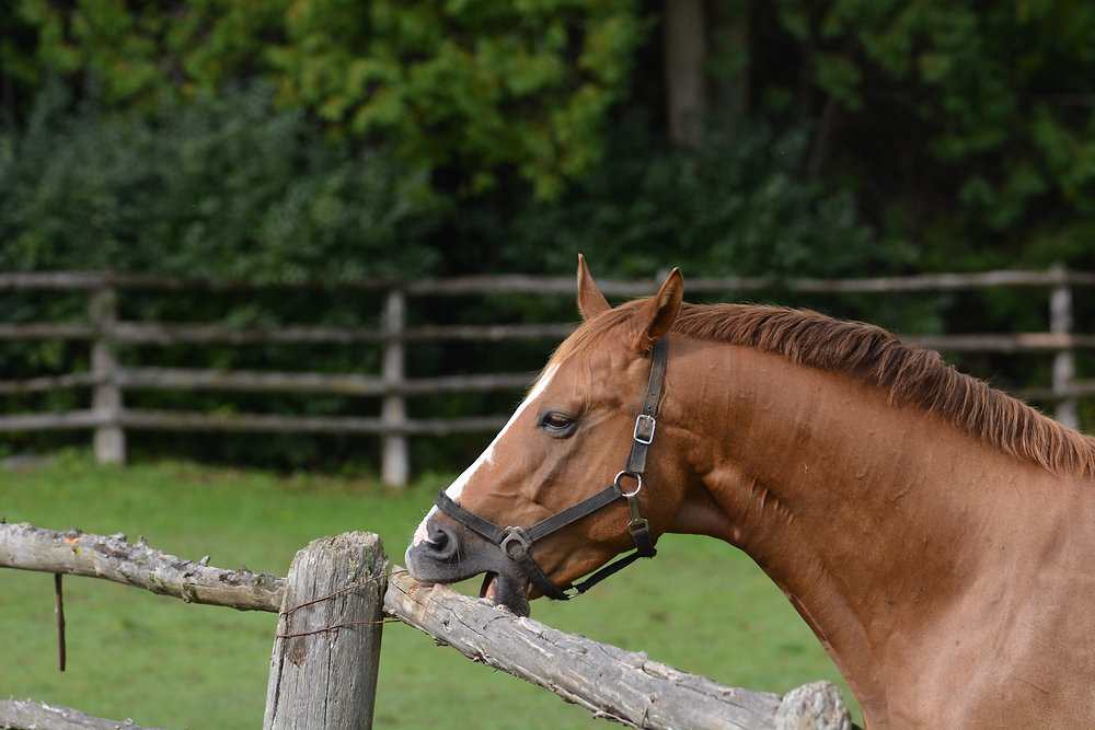 Aerofagia em cavalos: o distúrbio perigoso que causa cólicas e perda de peso