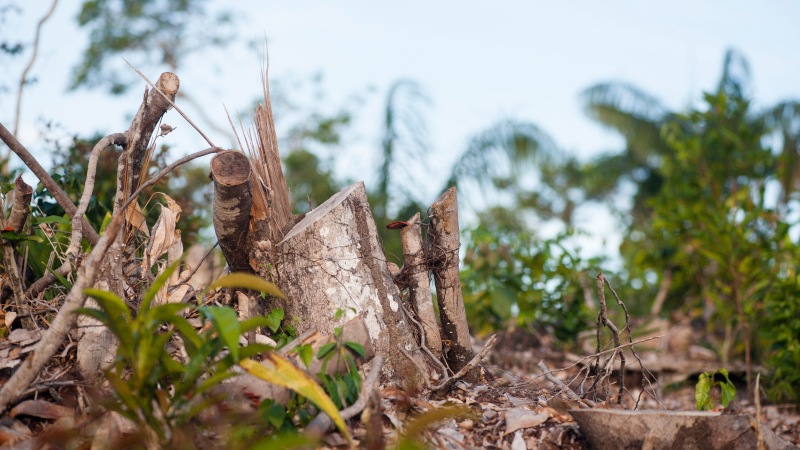 Avanço do desmatamento na Amazônia chuvas caem 74% e temperatura sobe 16%; entenda
