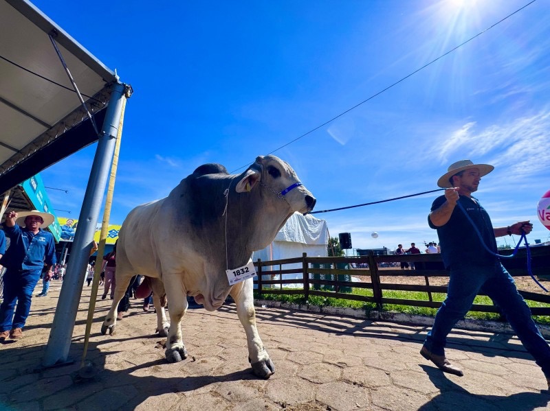 Animal mais pesado, galos gigantes e micro pássaros estão entre os bichos “exóticos” da Expointer