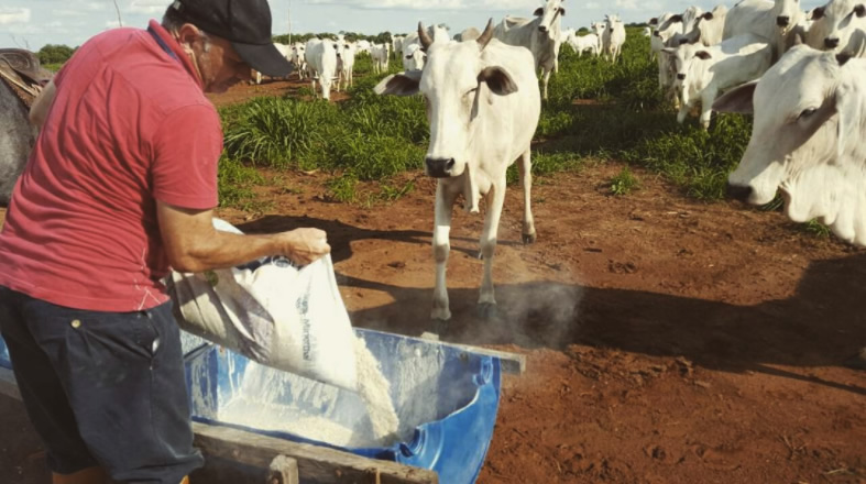 Sal mineral ou proteinado? Qual escolher para cada época do ano
