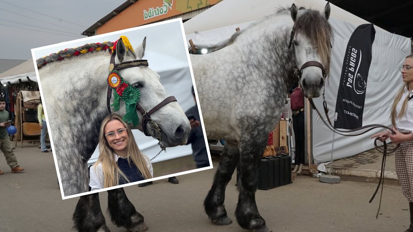 Conheça o bicampeão Percheron, com quase 1.000 kg e título de cavalo mais pesado da Expointer