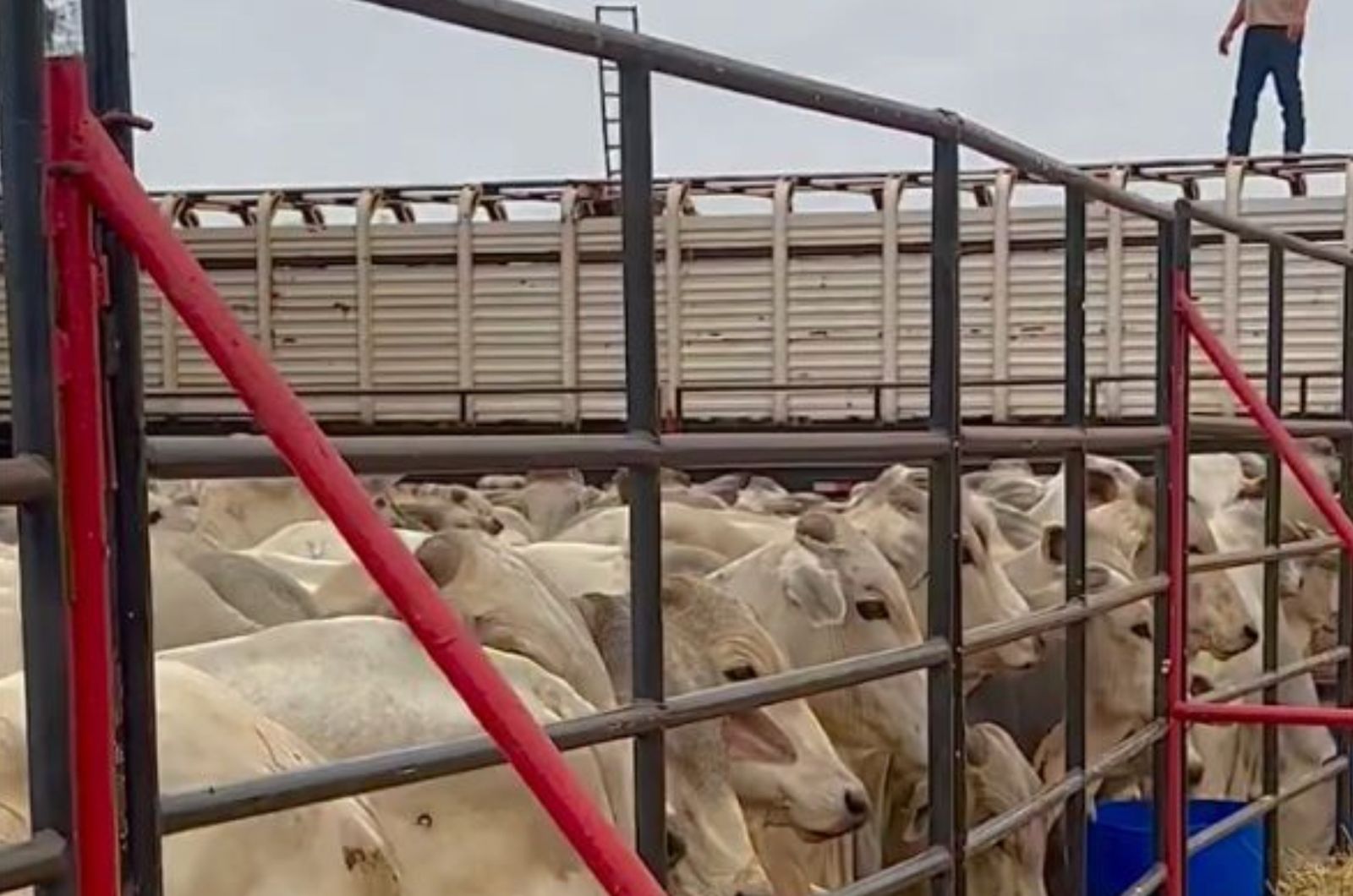 Gigante da pecuária investe R$ 2,6 milhões e arremata 600 bovinos em leilão histórico; vídeo