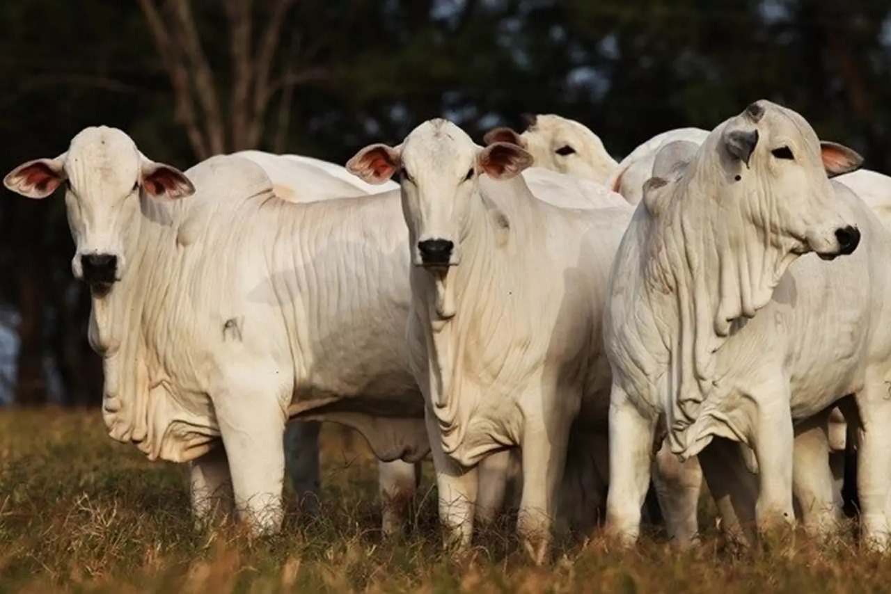 Boi gordo abre semana com preços mistos; veja as cotações