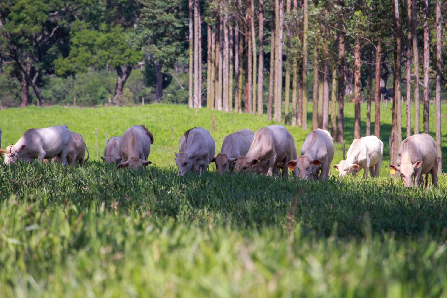 Sombra e água para o gado: luxo ou necessidade que aumenta produtividade?