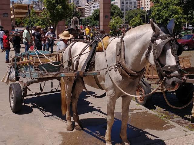 Aprovado projeto que proíbe uso de cavalos em carroças; entenda o que muda