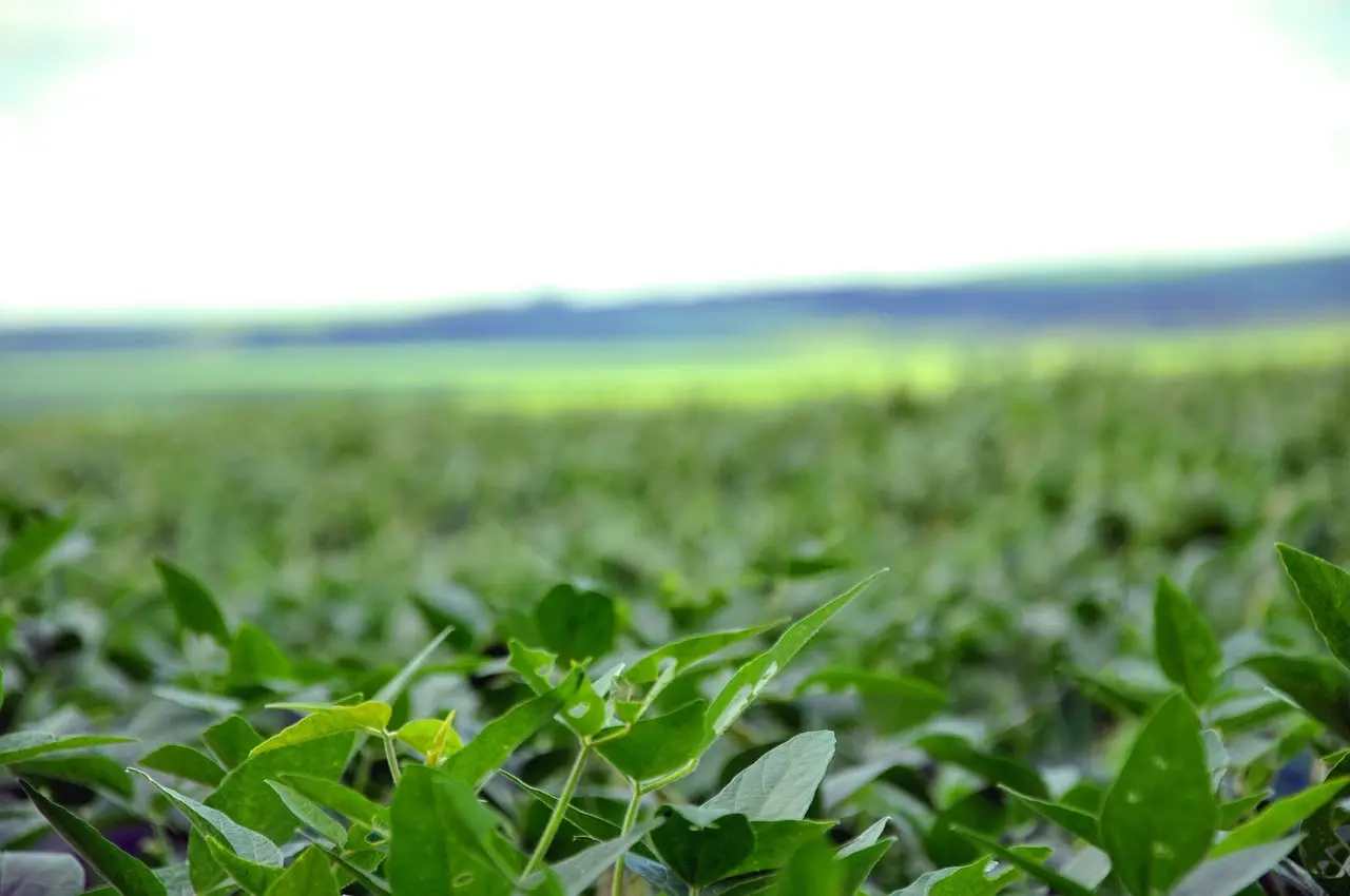 USDA: qualidade da safra de soja nos EUA piora levemente; milho também tem queda