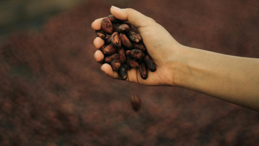 Comissão perdoa dívidas de produtores de cacau da Bahia