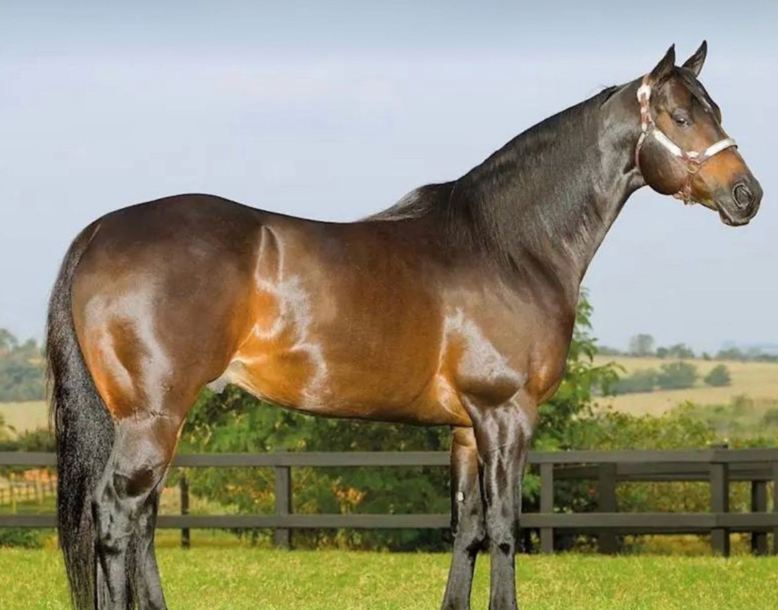 Morre o maior nome do Quarto de Milha de corrida; Corona For Me deixa um legado