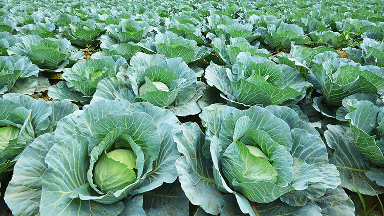 ProHort revela queda de 10% no preço do repolho e aumento de 20% no valor da couve-flor e brócolis - EMPAER - Site