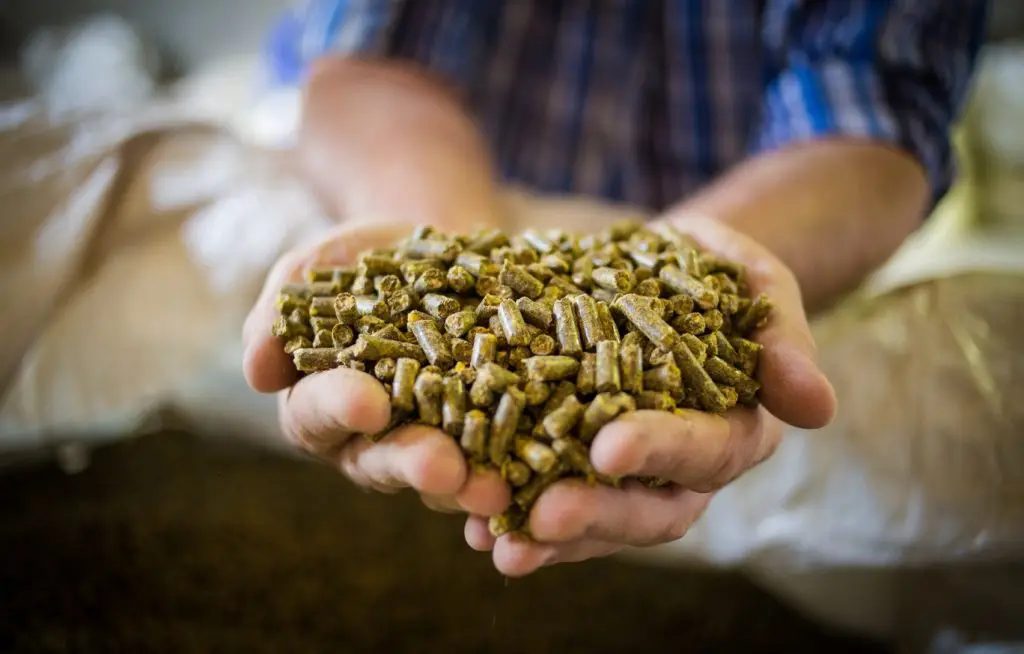 Brasil amplia fronteiras na exportação de nutrição animal, mirando Angola e França