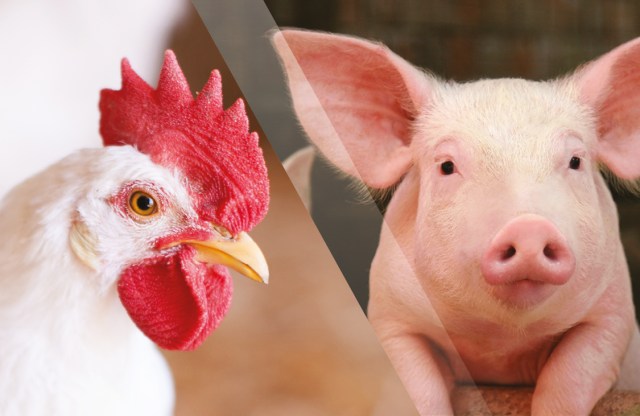 Volume de aves e suínos produzidos com energia solar pela BRF ultrapassa 60%
