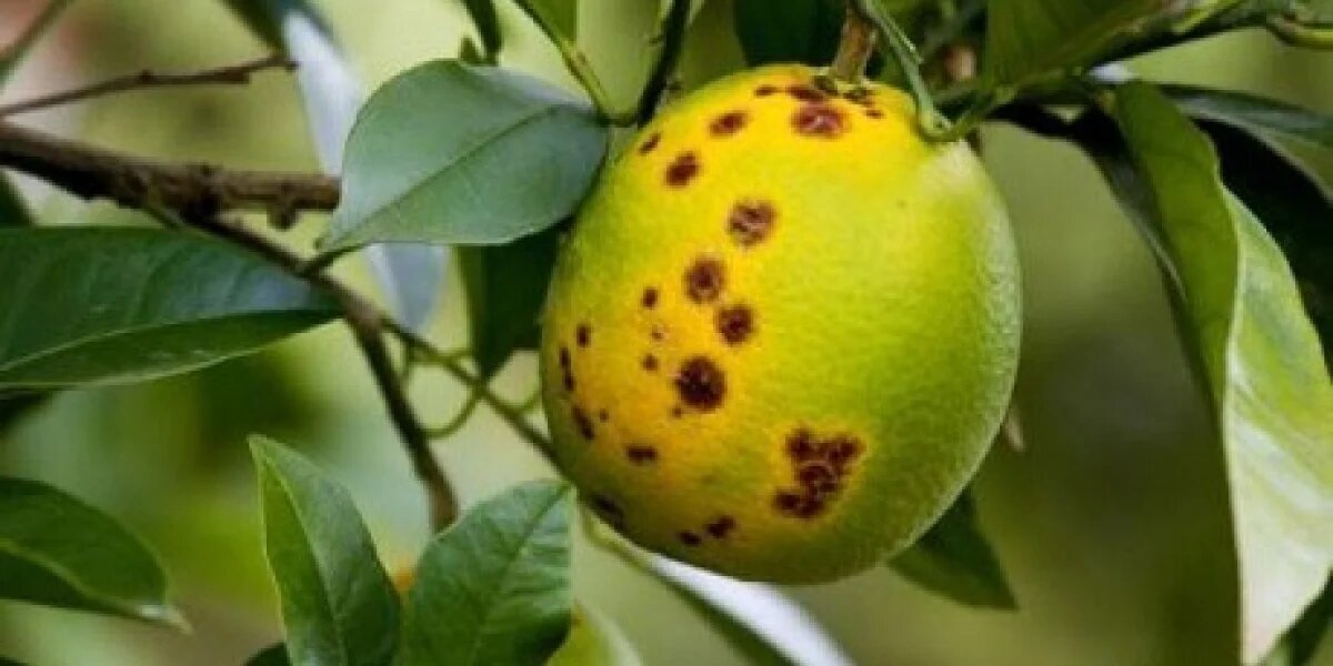 Greening atinge 47,6% das laranjeiras, mas ritmo de crescimento desacelera pelo segundo ano consecutivo