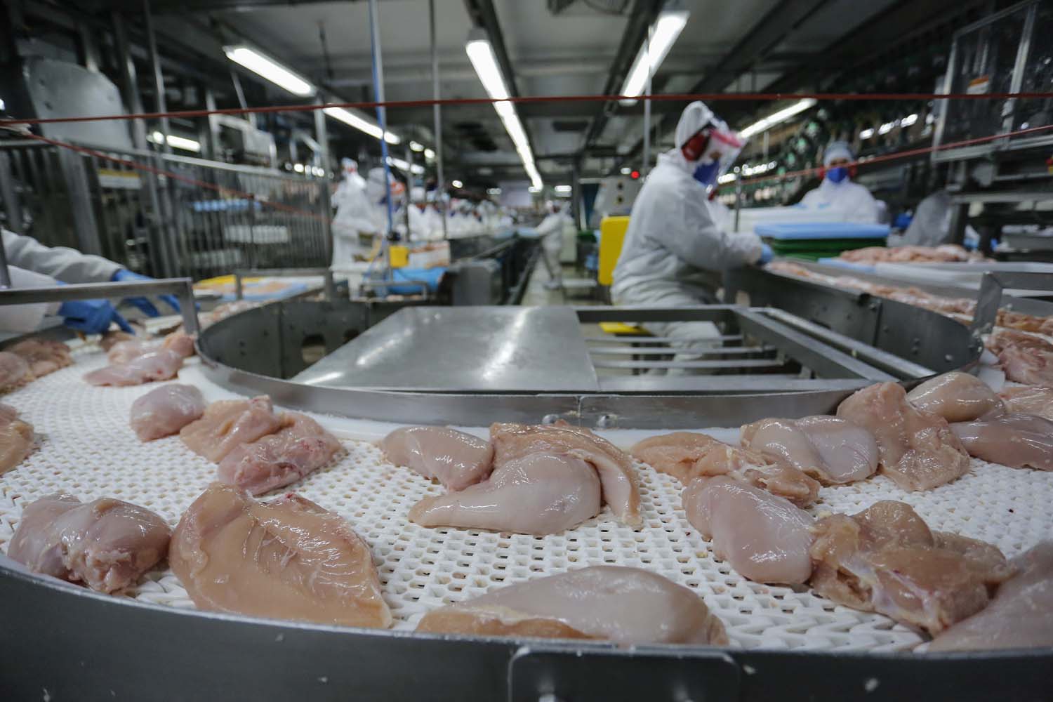 IBGE: cresce abate de bovinos, suínos e frango no 2º tri ante 2º tri de 2024