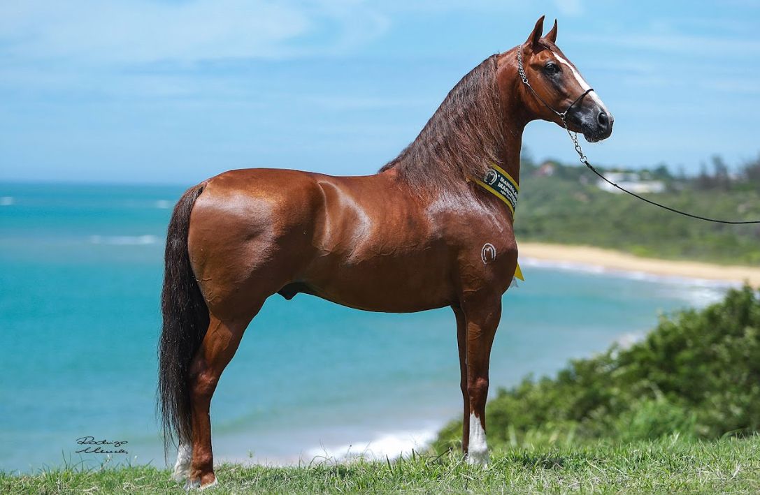 Cavalo Mangalarga Marchador movimenta R$ 9 bilhões por ano e conquista o mundo