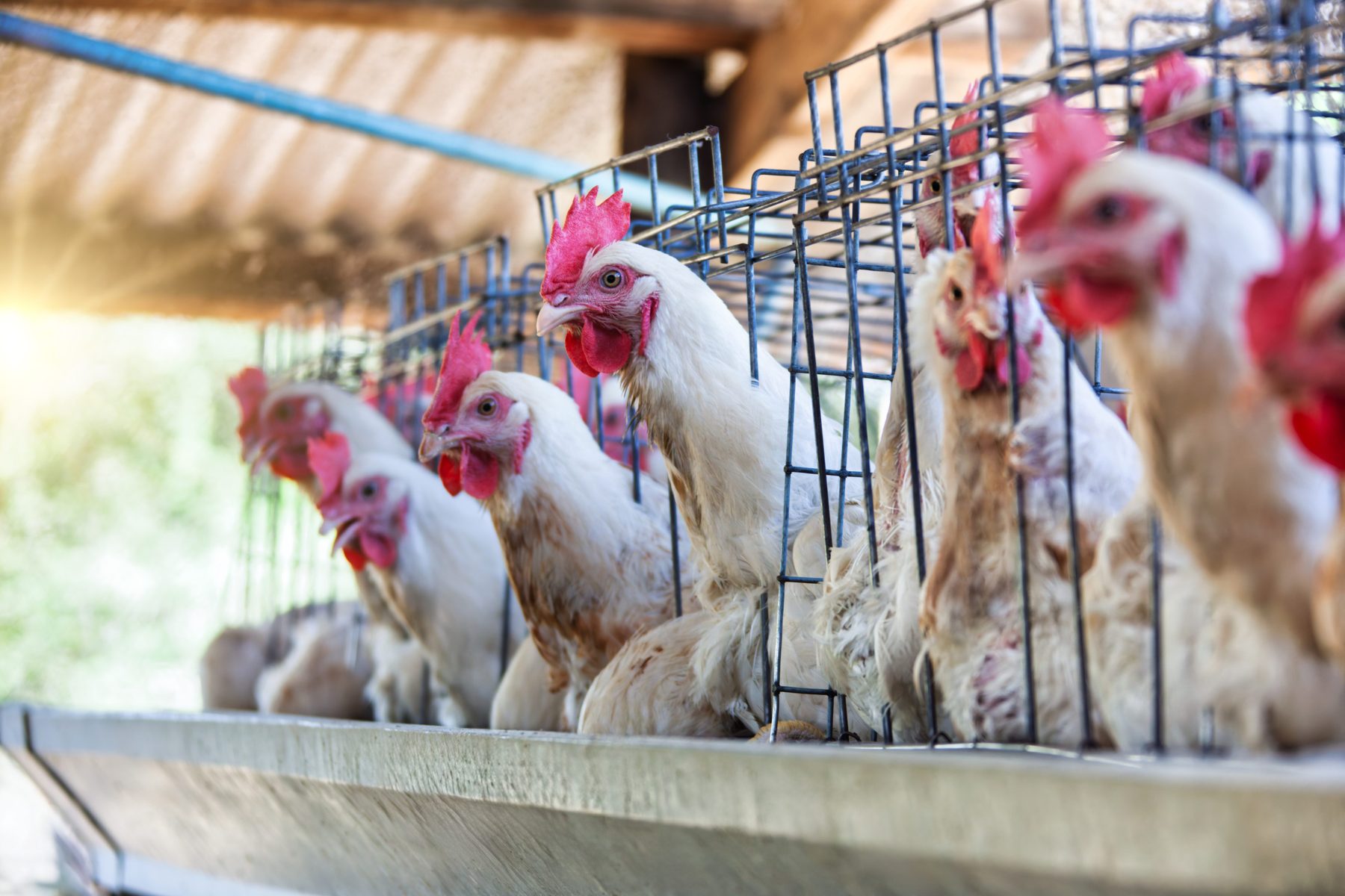 Polinutri lança MycotoxiFin Plus: inovação contra micotoxinas para aves, suínos e ruminantes