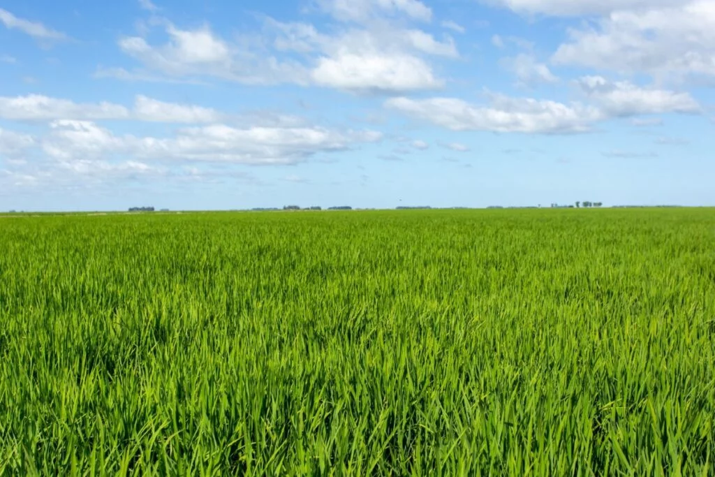 Safra irrigada de arroz no RS teve produtividade recorde de 9 mil kg por hectare