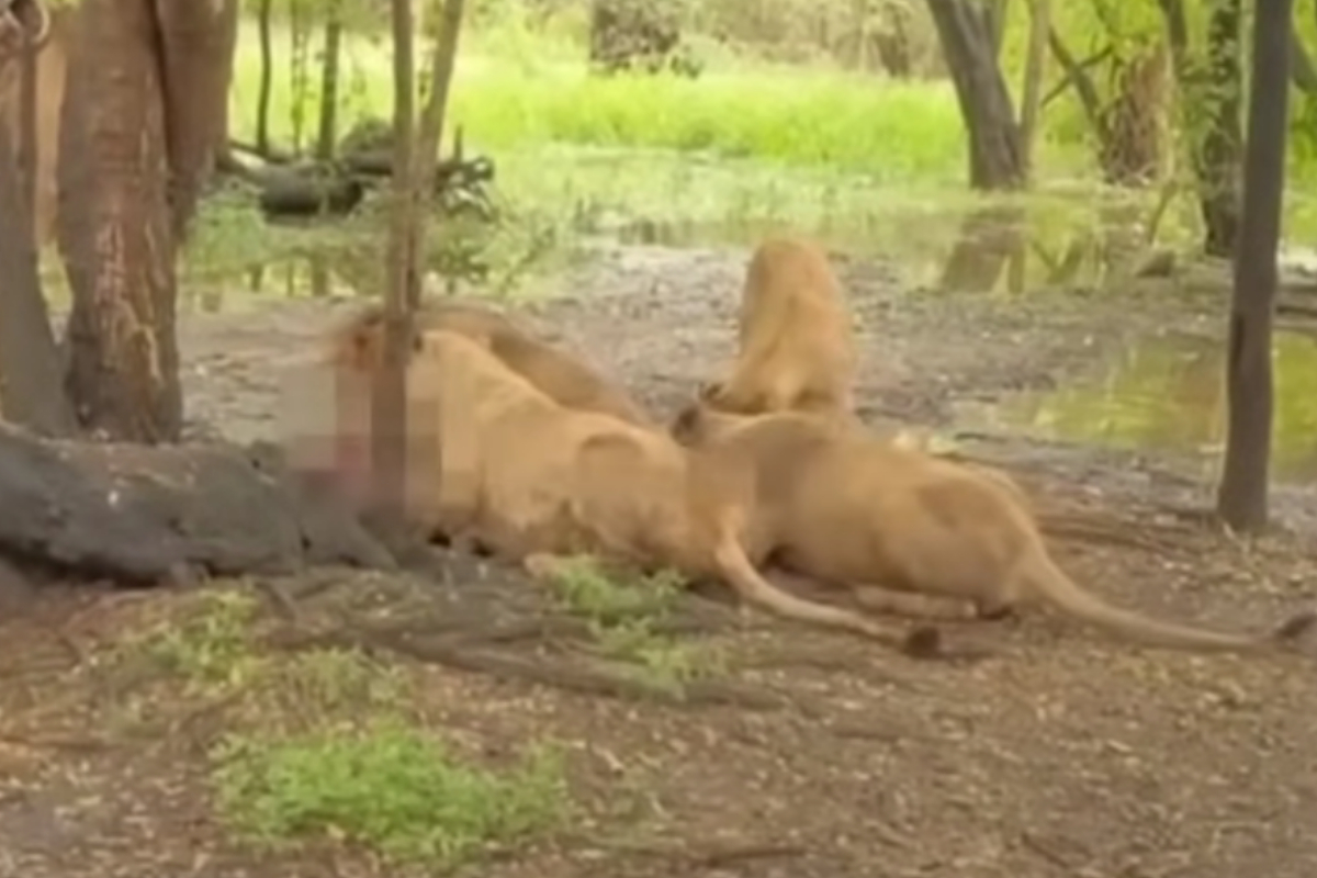 Leões devoram funcionário de zoológico na Tailândia. Vídeo