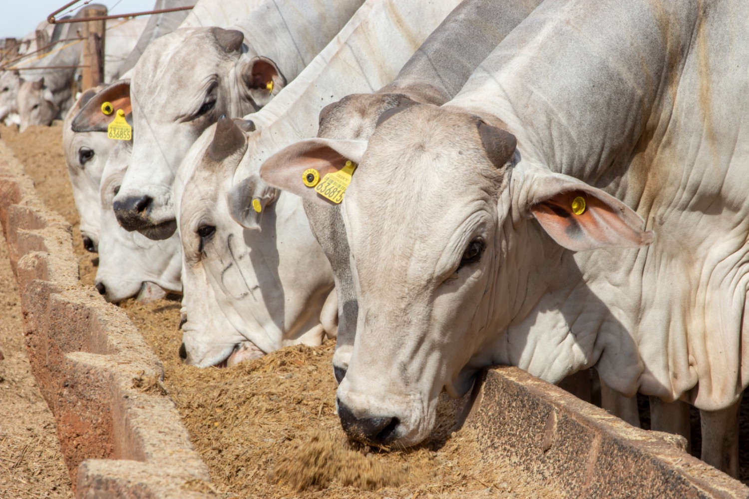 Sindirações anuncia crescimento do Setor de Alimentação Animal no primeiro semestre de 2025