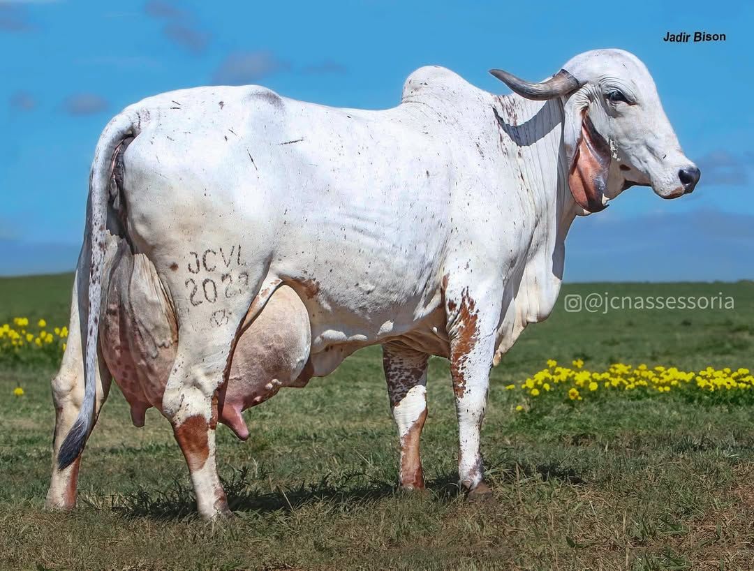 Vaca Gir Leiteiro atinge R$ 5,04 milhões, quebra recorde e se torna a mais valiosa do mundo