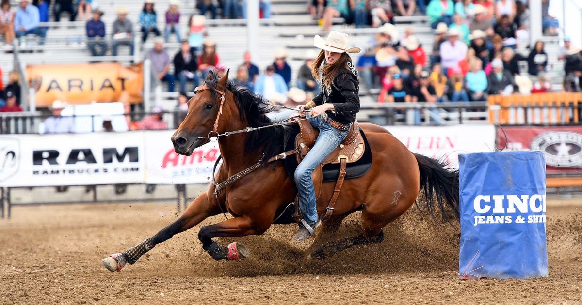 Como a genética transformou os cavalos domesticados em animais montáveis