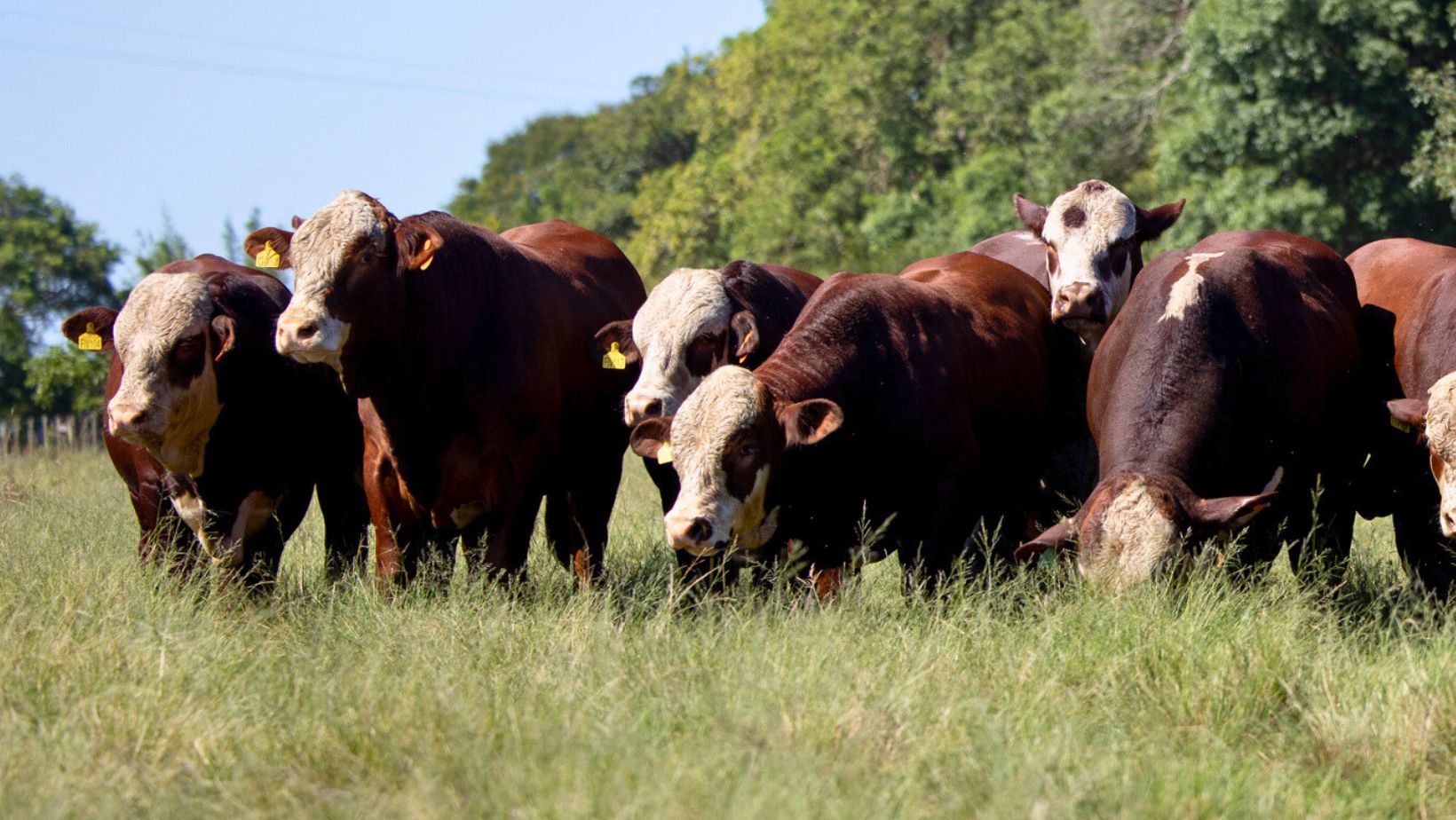 Remate Fazenda Esperança vai democratizar a genética Braford no Brasil