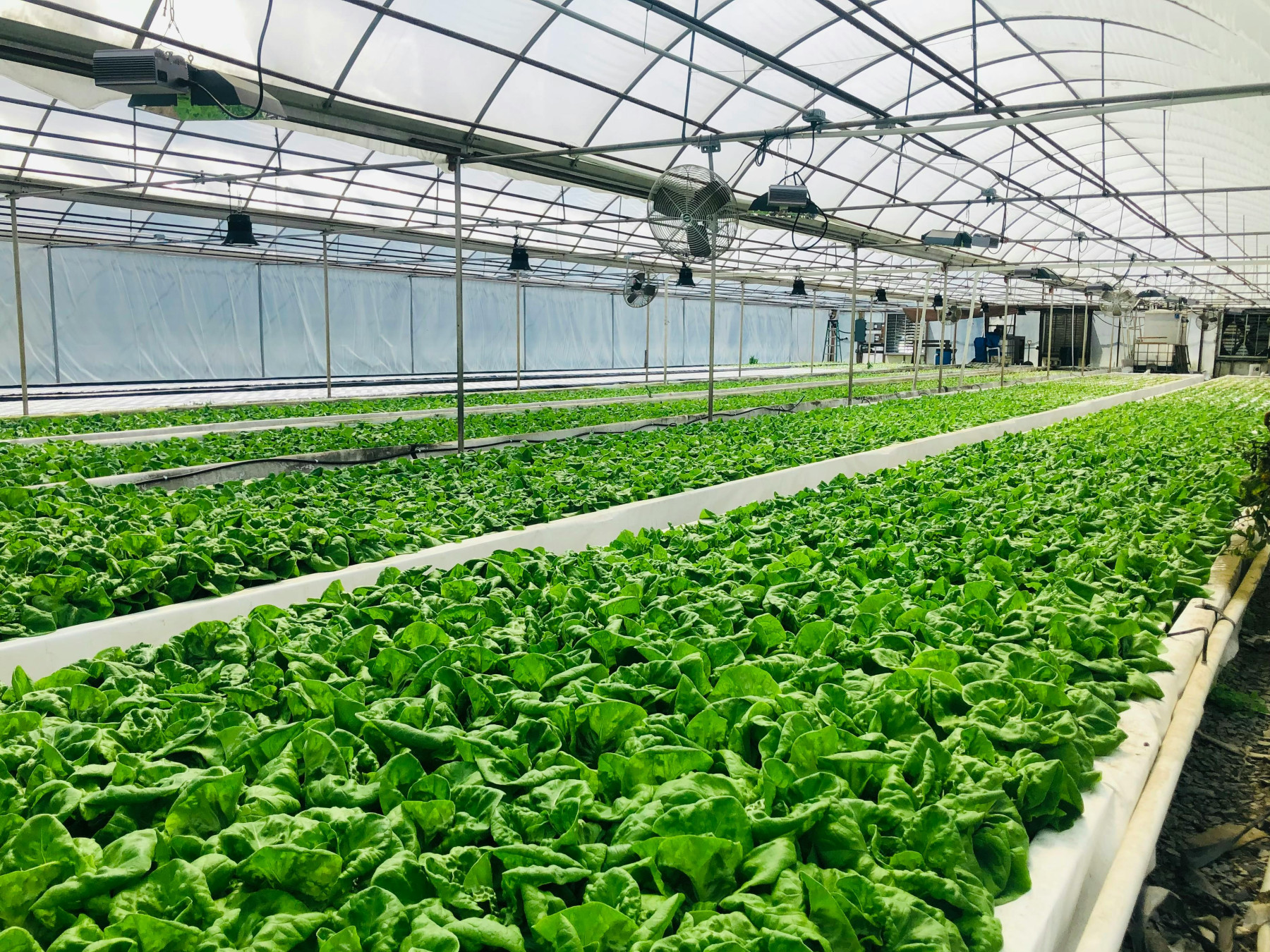 Roça Tech: algoritmos e tecnologias que revolucionam o agronegócio