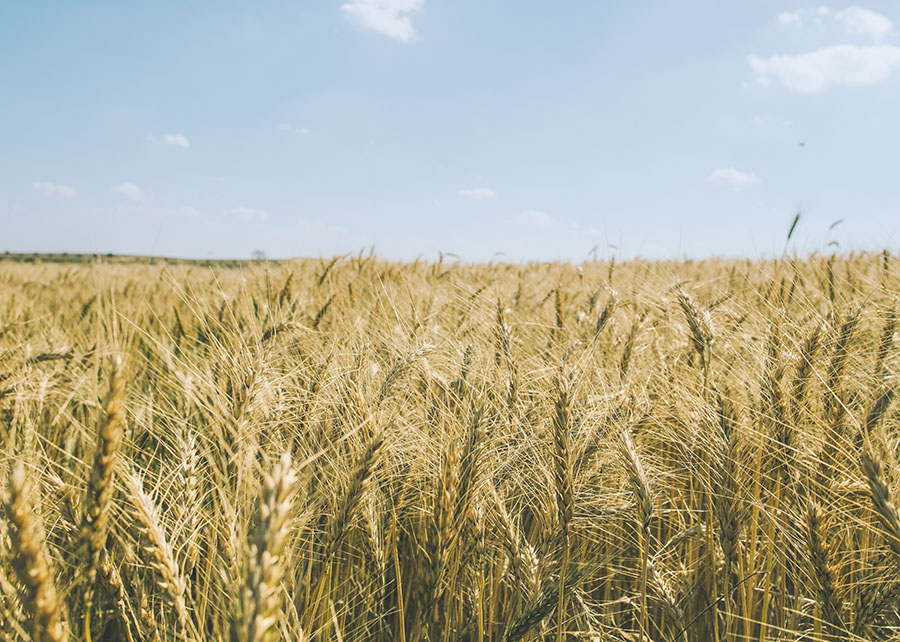 EUA vendem 305,4 mil t de trigo da safra 2025/26, diz USDA