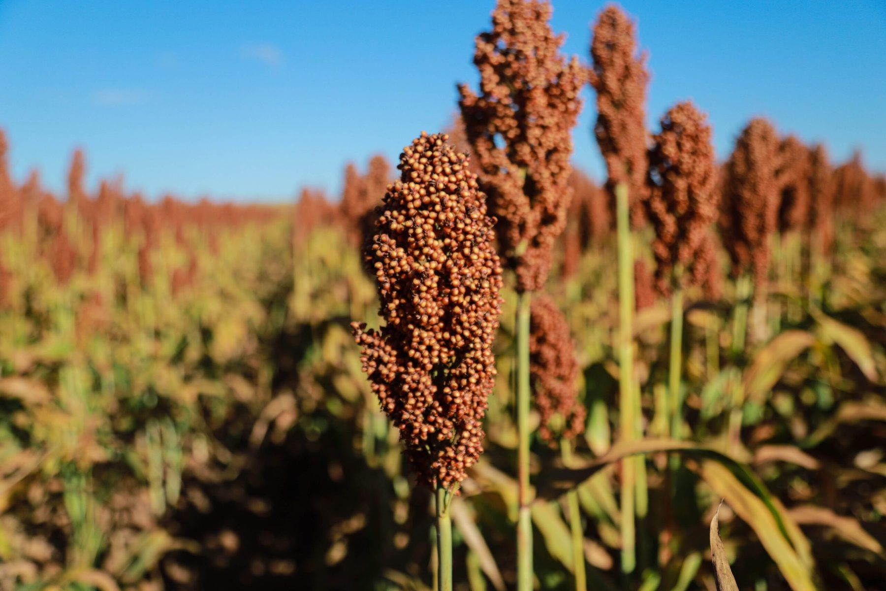 Importação de sorgo do Brasil pela China pode ocorrer ainda em 2025, diz ministério