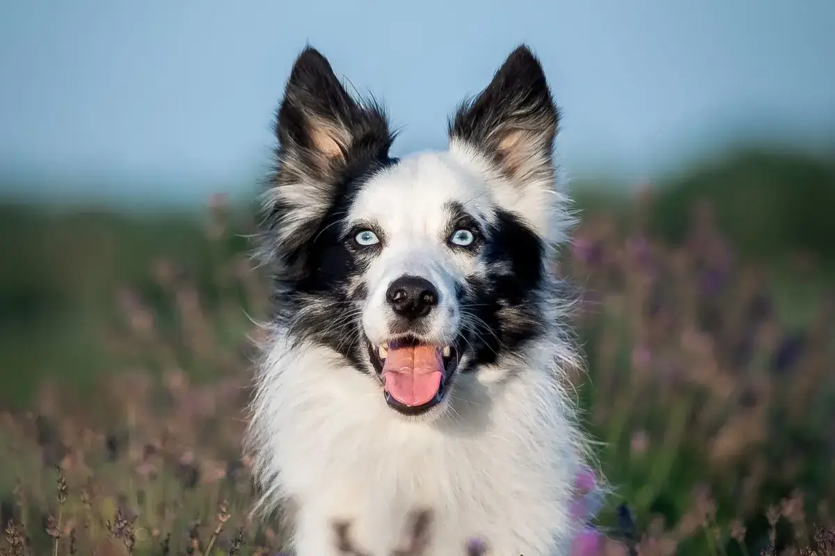 Ranking revela o cão mais inteligente do planeta; lista vai te surpreender
