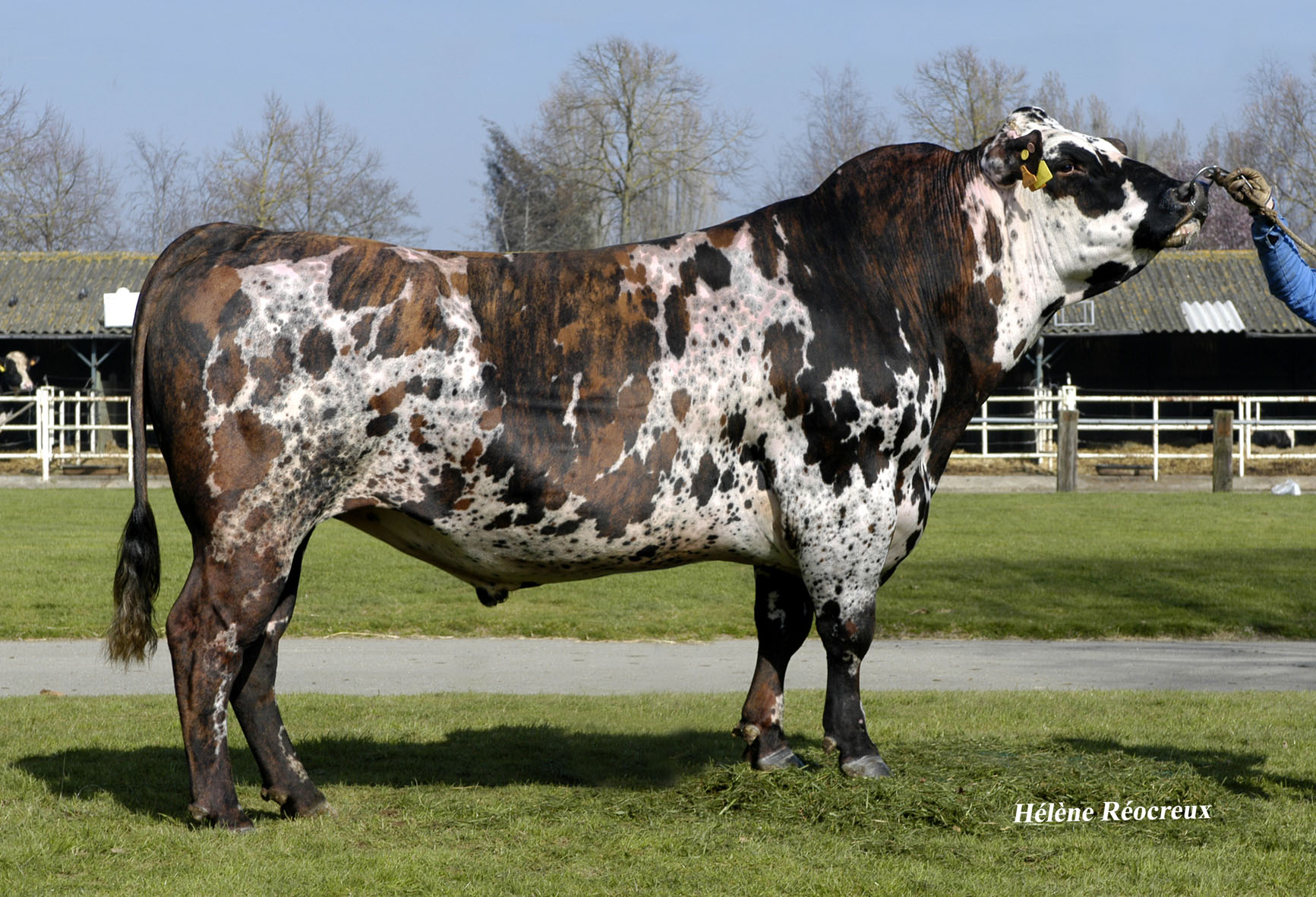 Conheça a força da Normande, vaca que produz queijos lendários e carcaças imbatíveis