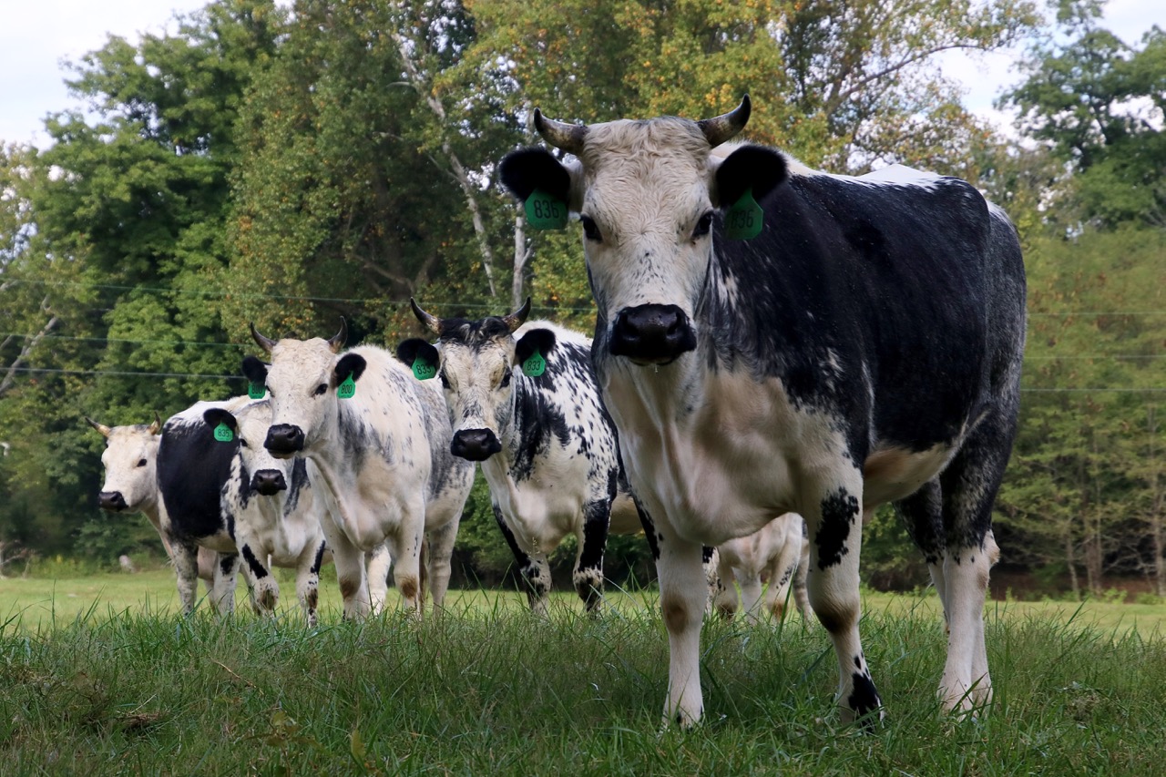 Fazenda resgata rebanho de gado centenário ameaçado em Vermont