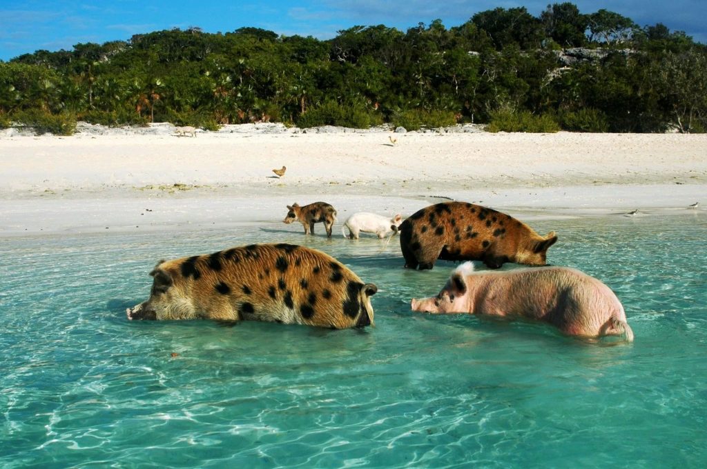 Conheça a “Ilha dos Porcos”, paraíso das Bahamas onde os porcos nadam em águas cristalinas