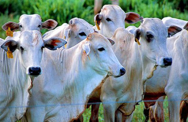 Anffa Sindical alerta para os riscos da tuberculose bovina em animais e seres humanos