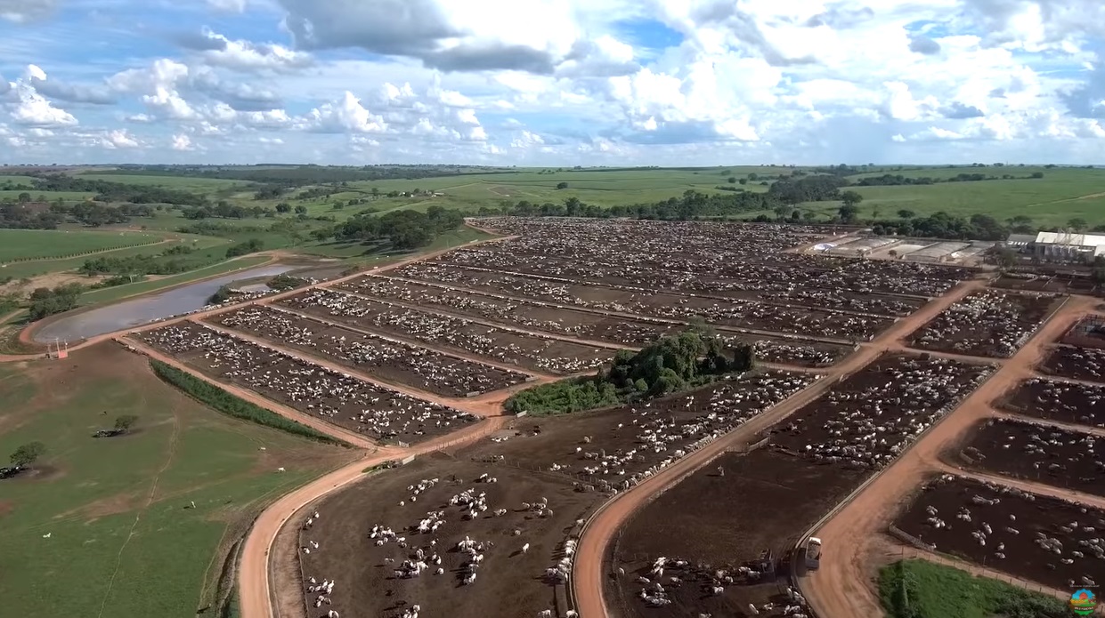 Gigante da pecuária aprova projeto de R$ 51,3 milhões em inovação na pecuária intensiva