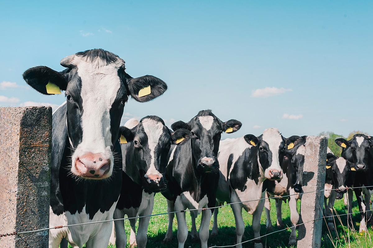 Minhas vacas estão sadias, porque devo testar para tuberculose?