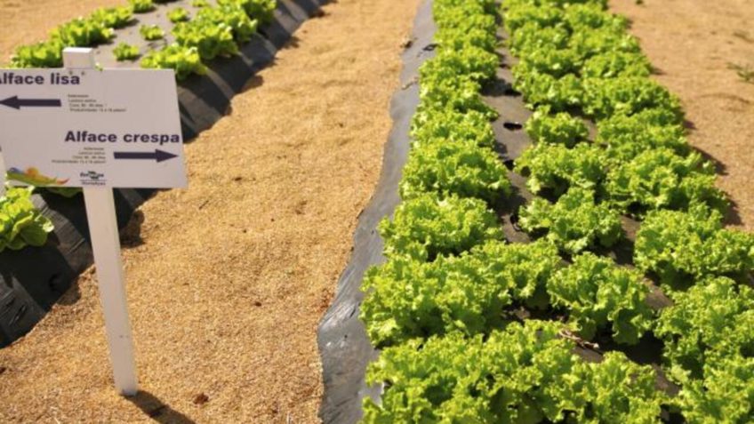 Embrapa: crise climática ameaça cultivo de alface em campo aberto