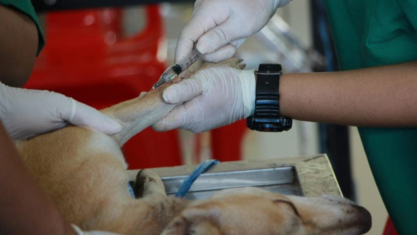 Câmara aprova tipificar exercício ilegal da veterinária