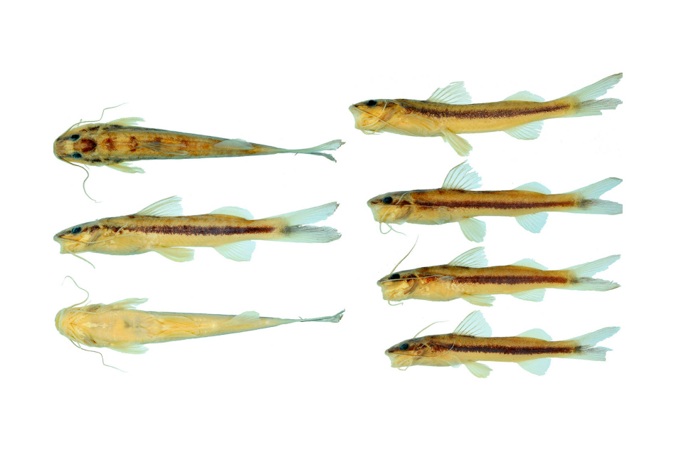 Descoberta nova espécie de peixe no Xingu; confira