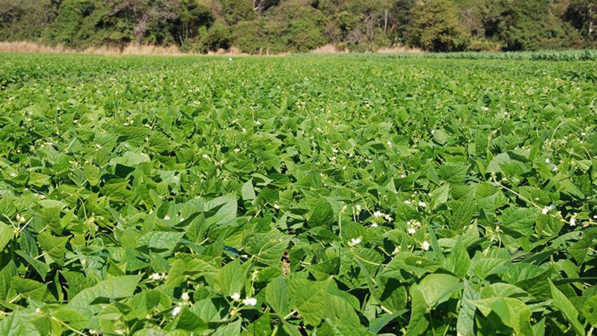 Pequenas lavouras de feijão são maioria, mas grandes produzem mais