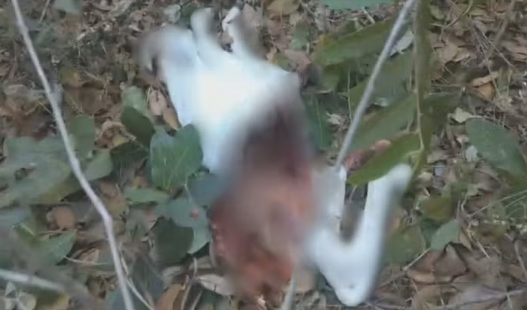 Ataque de onça mata bezerros em fazenda e cria pânico; vídeo