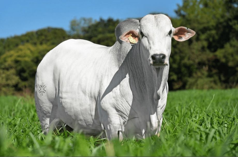 Boi gordo enfrenta semana de queda e pressiona pecuaristas