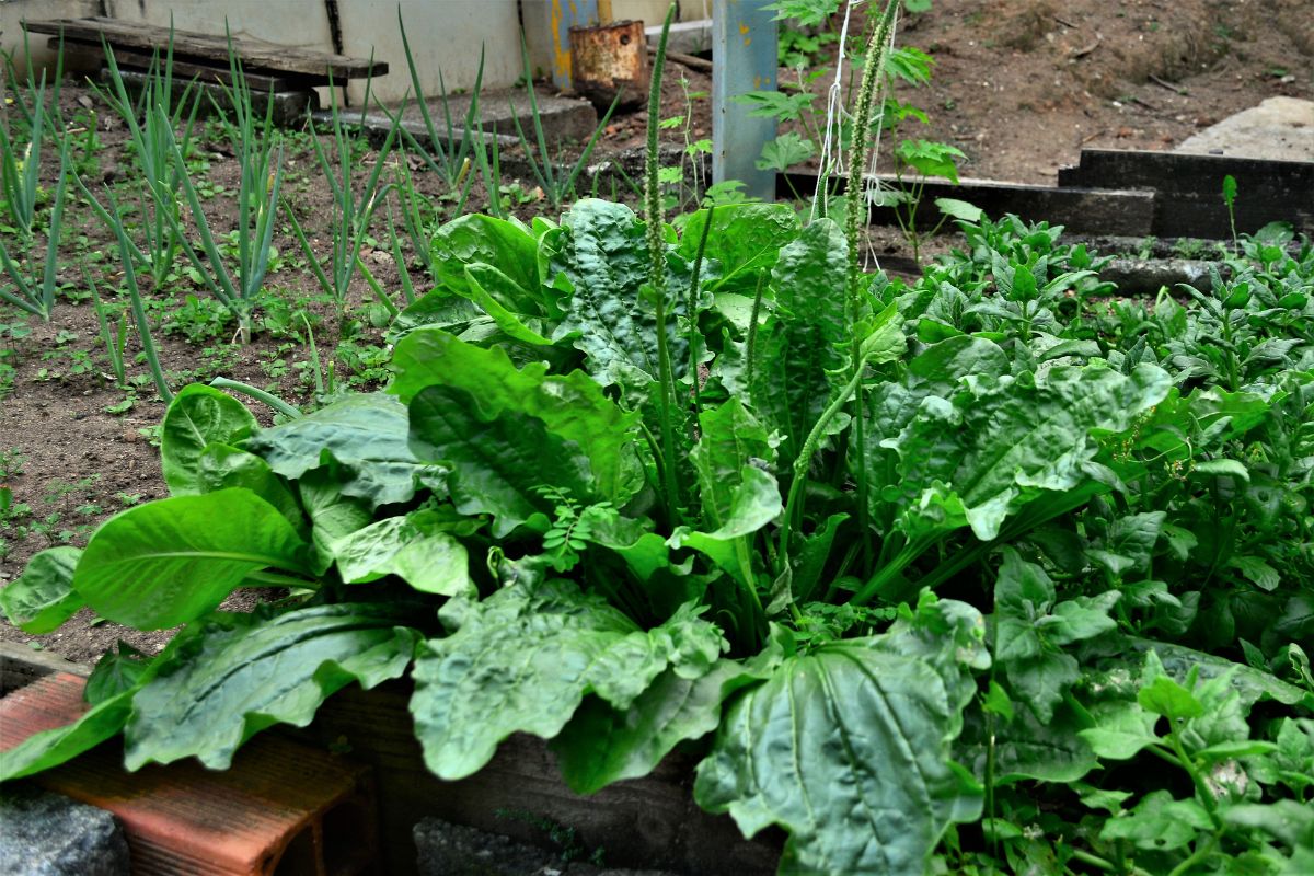 Chá de tanchagem: conheça os benefícios da planta anti-inflamatória