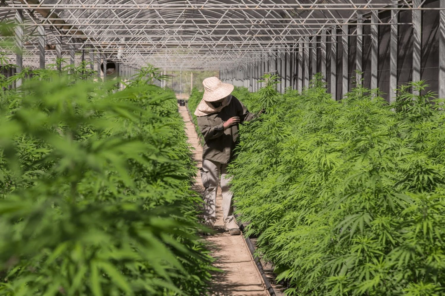 Promessa de “nova soja”, cannabis pode gerar cerda de R$ 5,76 bilhões até 2030