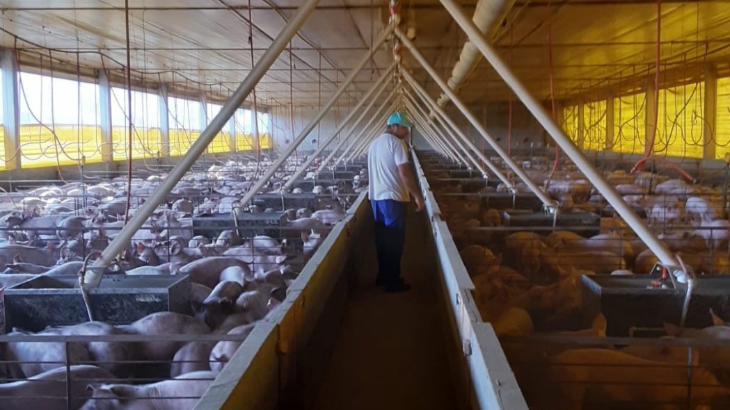 Granjas de suínos tecnificadas terão que implantar medidas de biosseguridade determinadas em nova portaria