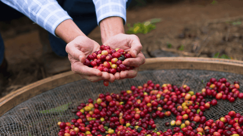 Tarifaço: exportação de café especial do Brasil aos EUA despenca