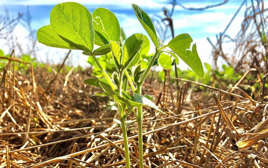Agrural: Plantio de soja 25/26 avança no PR, mas falta de chuva limita MT