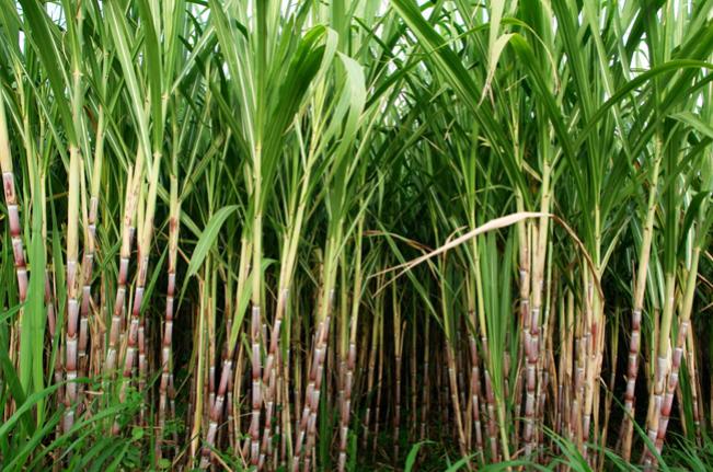 Colheita de cana-de-açúcar durante a estiagem exige cuidados especiais com a compactação do solo
