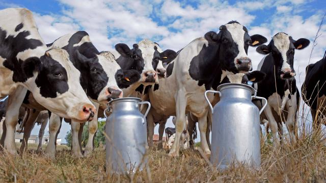 Comissão aprova projeto que obriga laticínios a informar o preço do leite antecipadamente